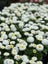 Bellis Perennis 'WHITE POMPONETTE' seed x 30 ~ Garden, Rockery, Tubs *PERENNIAL* Carousel 4