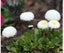 Bellis Perennis 'WHITE POMPONETTE' seed x 30 ~ Garden, Rockery, Tubs *PERENNIAL* Carousel 5