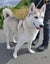 Patrick - Husky for adoption Carousel 6