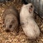 Guinea Pigs Healthy Adults and younger Carousel 5