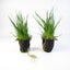 Eleocharis Acicularis (Hair Grass) Carousel 3