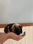 Little Guinea pigs Carousel 9