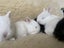 Baby rabbits for sale Carousel 2