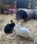 Baby rabbits for sale Carousel 6