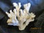 Piece of natural coral Carousel 3