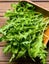 Rocket lettuce seed- freepost Carousel 1