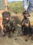 Rotterman Puppies (Rottweiler x Doberman) Carousel 3