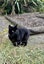 Lost Black Cat - 29 Jan 2026 Carousel 2