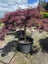 Japanese Maple - Acer Palmatum - Crimson Queen 130lt Carousel 2