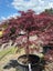 Japanese Maple - Acer Palmatum - Crimson Queen 130lt Carousel 3
