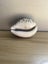 Cypraea Tigris Cowrie Seashell Sea Shell Carousel 3