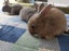 Purebred Flemish Giants Carousel 5