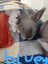 Purebred Flemish Giants Carousel 7