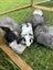 Baby mini lops x Angora Carousel 4