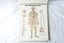 The World's Best Anatomical Chart Series, Anatomical Chart Book (SKU BK12) Carousel 5