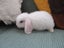 Mini Lop Rabbits Carousel 7