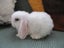Mini Lop Rabbits Carousel 6