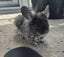 3 Year Old Female Chinchilla for sale - Submissive (Independent Personality) Carousel 1