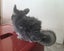 3 Year Old Female Chinchilla for sale - Submissive (Independent Personality) Carousel 5