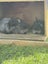 Baby mini lops x Angora Carousel 13