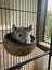 4 months old chinchilla baby looking for a new home Carousel 1