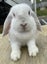 Adorable mini lops Carousel 1