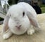 Adorable mini lops Carousel 3