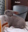 Purebred Flemish Giants Carousel 19