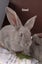 Purebred Flemish Giants Carousel 17