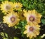 African Daisy Osteospermum Spring Star Yellow sun loving Carousel 1