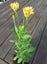 African Daisy Osteospermum Spring Star Yellow sun loving Carousel 2