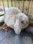 Mini Lop Rabbits Carousel 1