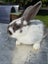 Mini Lop Rabbits Carousel 7