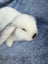 Mini Lop Rabbits Carousel 10