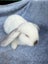 Mini Lop Rabbits Carousel 11