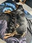 Purebred Rottweiler puppies Carousel 5