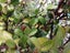 Corokia Bronze King x 50 Carousel 1