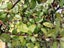 Corokia Bronze King x 1 Carousel 2