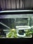 New aquarium lights led 60cm Carousel 2