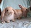 Lovely Mini Lop Bunnies Carousel 5