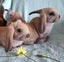 Lovely Mini Lop Bunnies Carousel 1