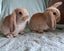 Lovely Mini Lop Bunnies Carousel 6