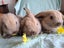 Lovely Mini Lop Bunnies Carousel 2