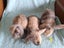 Lovely Mini Lop Bunnies Carousel 4