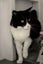 Lost - Black & White DSH Male Cat (Phil) Carousel 3