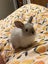 Netherland Dwarf Kits (Baby Rabbits) Carousel 4