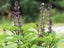 BASIL "Thai" seed x 50 ~ Herb; Gourmet Garden, Containers, Cut & Dried Leaves Carousel 3