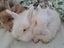 Angora rabbit kits Carousel 1