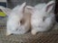 Angora rabbit kits Carousel 3