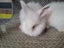 Angora rabbit kits Carousel 6